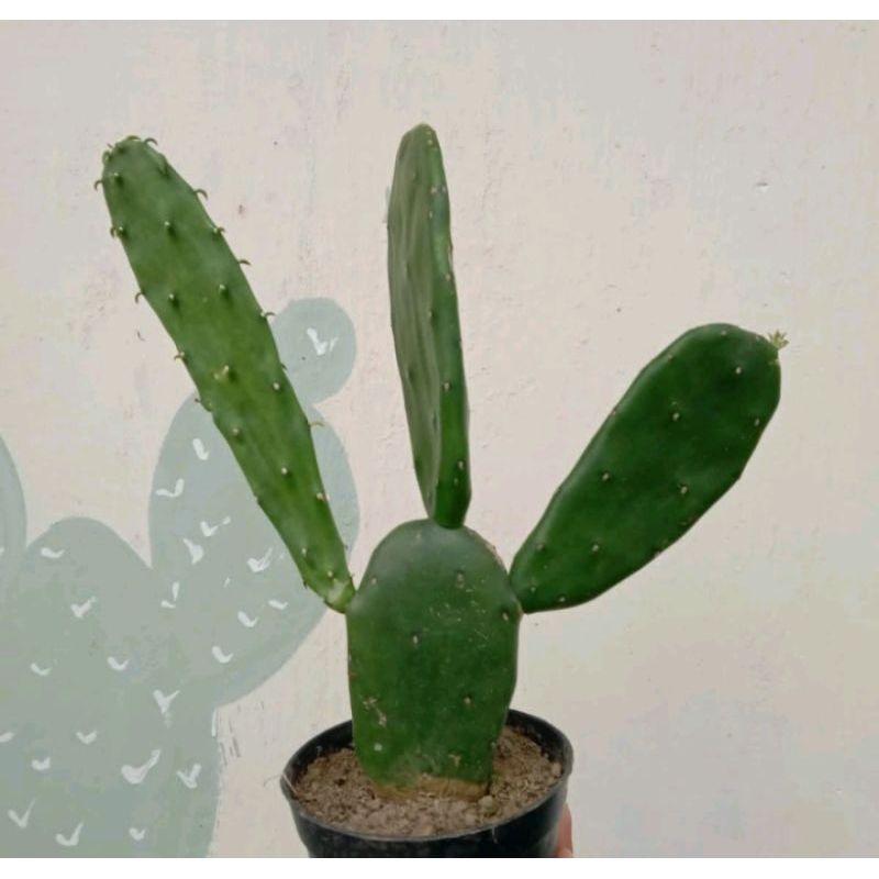 Kaktus Centong (Nopal Cactus)